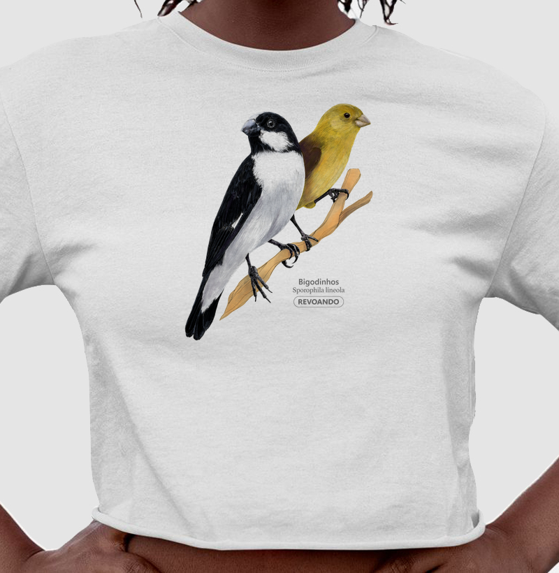 Aves do Brasil - Casal de Bigodinhos - Cropped