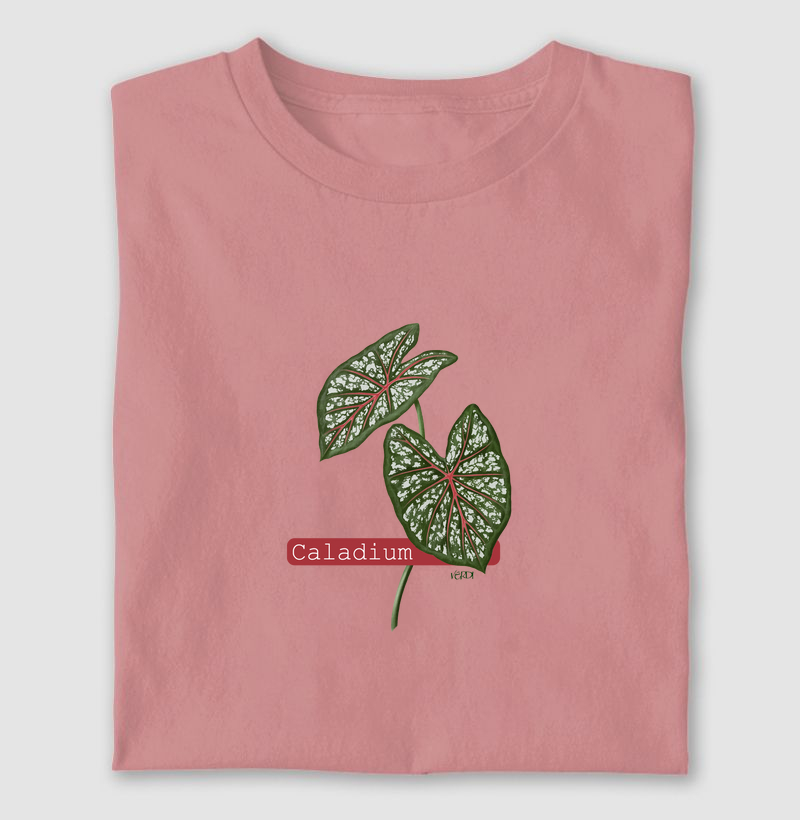 Caladium