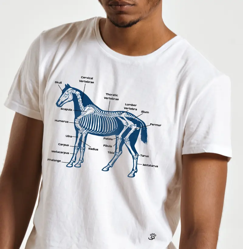 Equine Bones