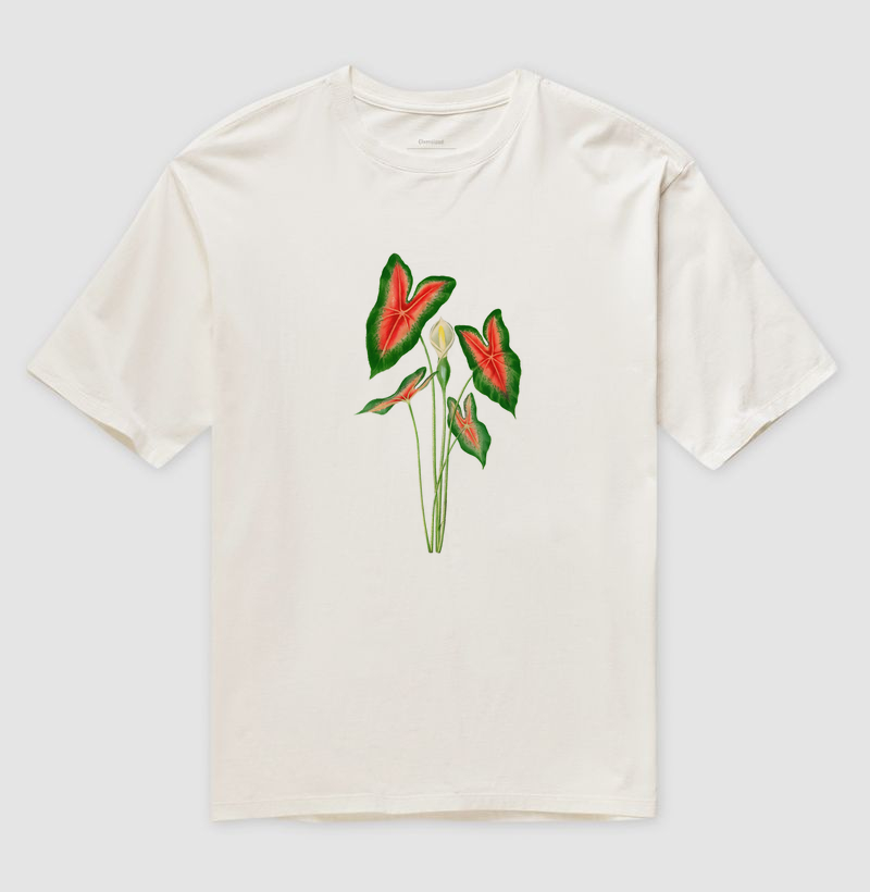 Caladium
