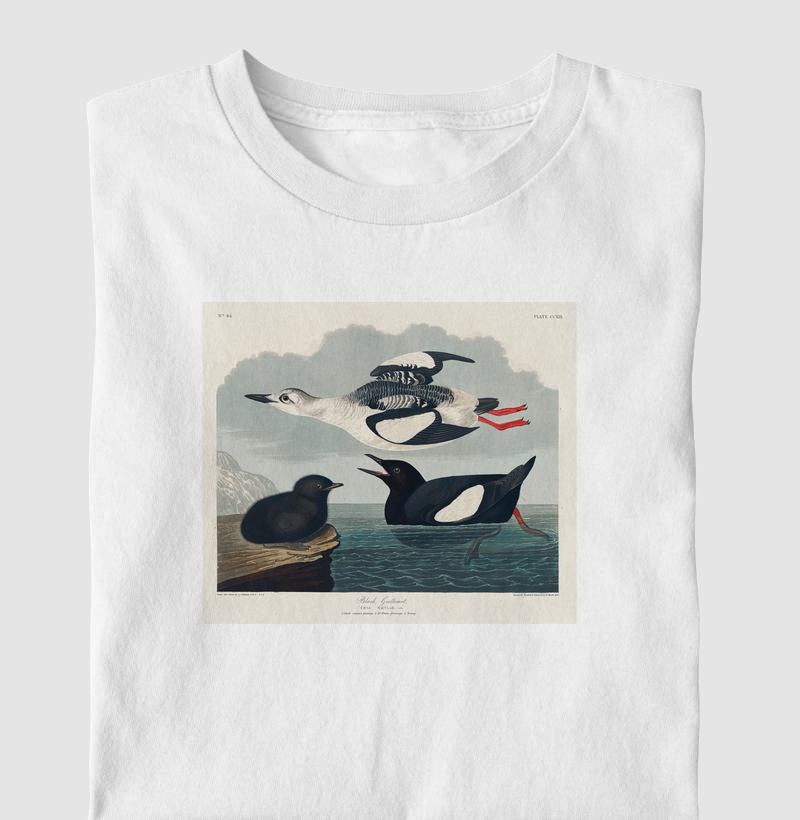 Black Guillemot