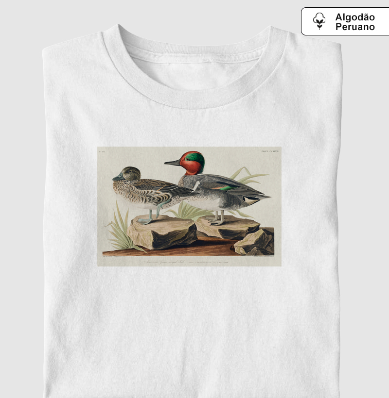 Green winged Teal