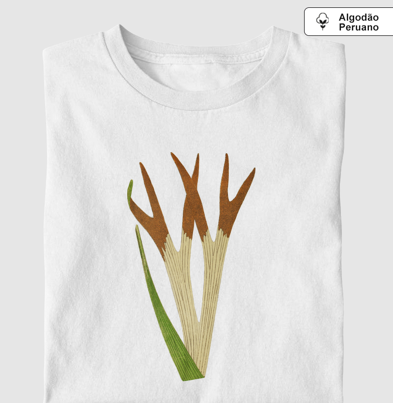 Platycerium Alcicorne