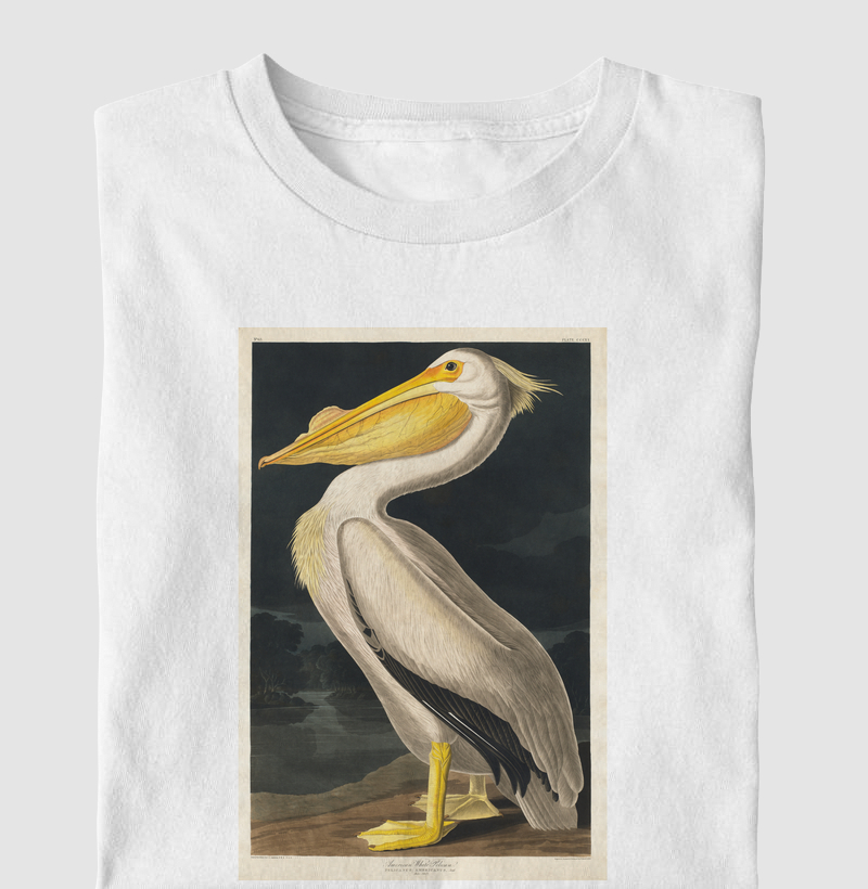 Pelicano-branco-americano