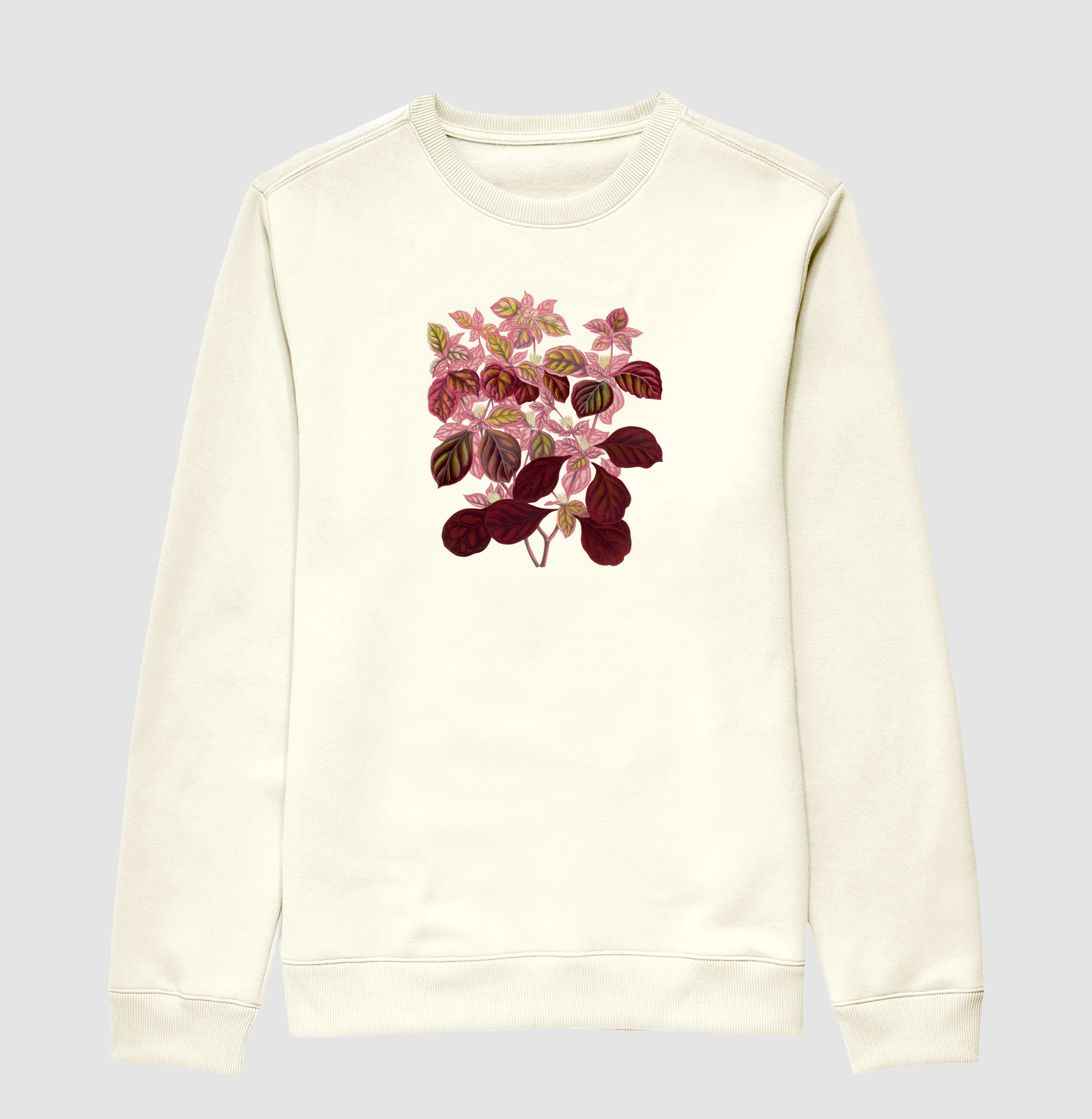 Pink Teleianthera Ficoidea