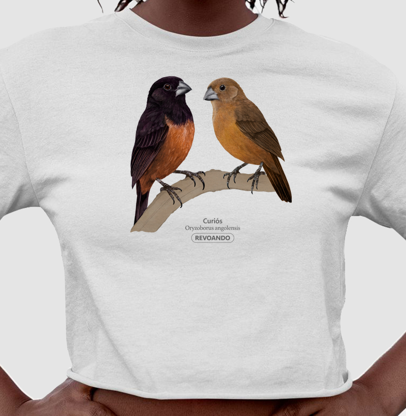 Aves do Brasil - Casal de Curiós - Cropped