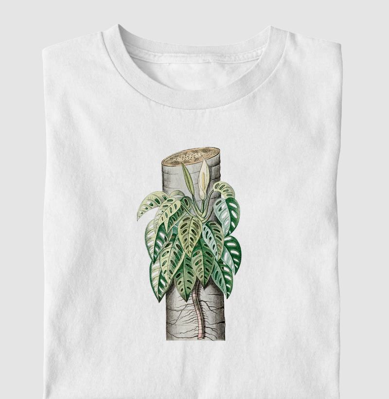 Monstera adansonii