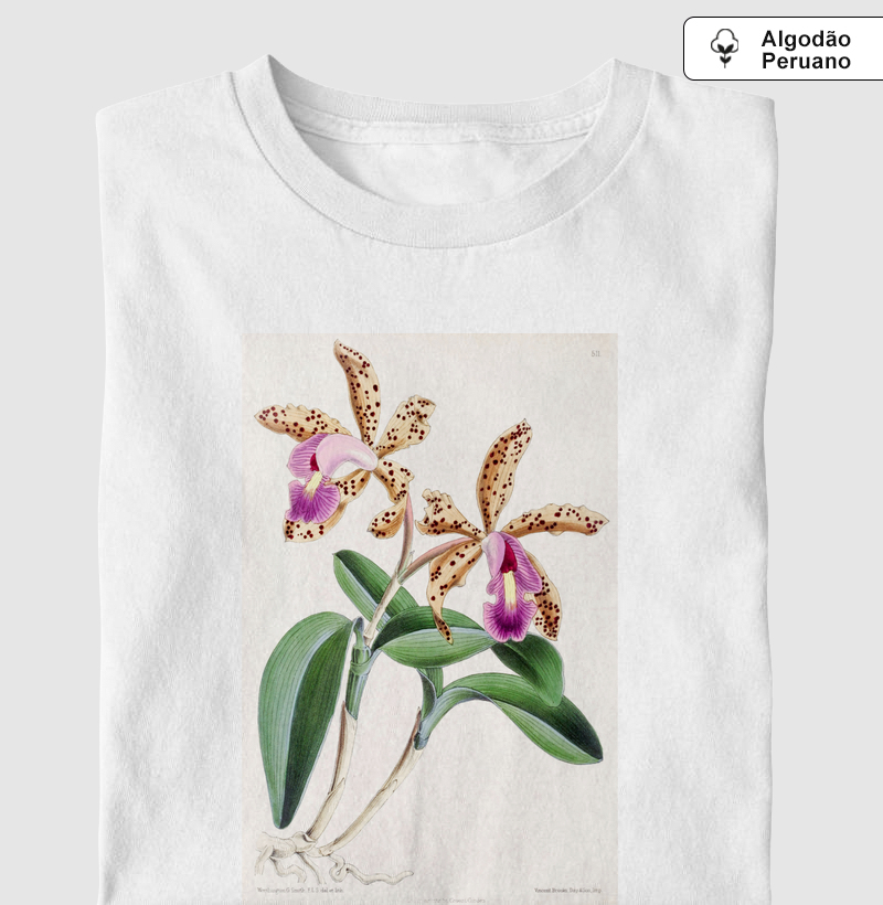 Cattleya Quinquecolor