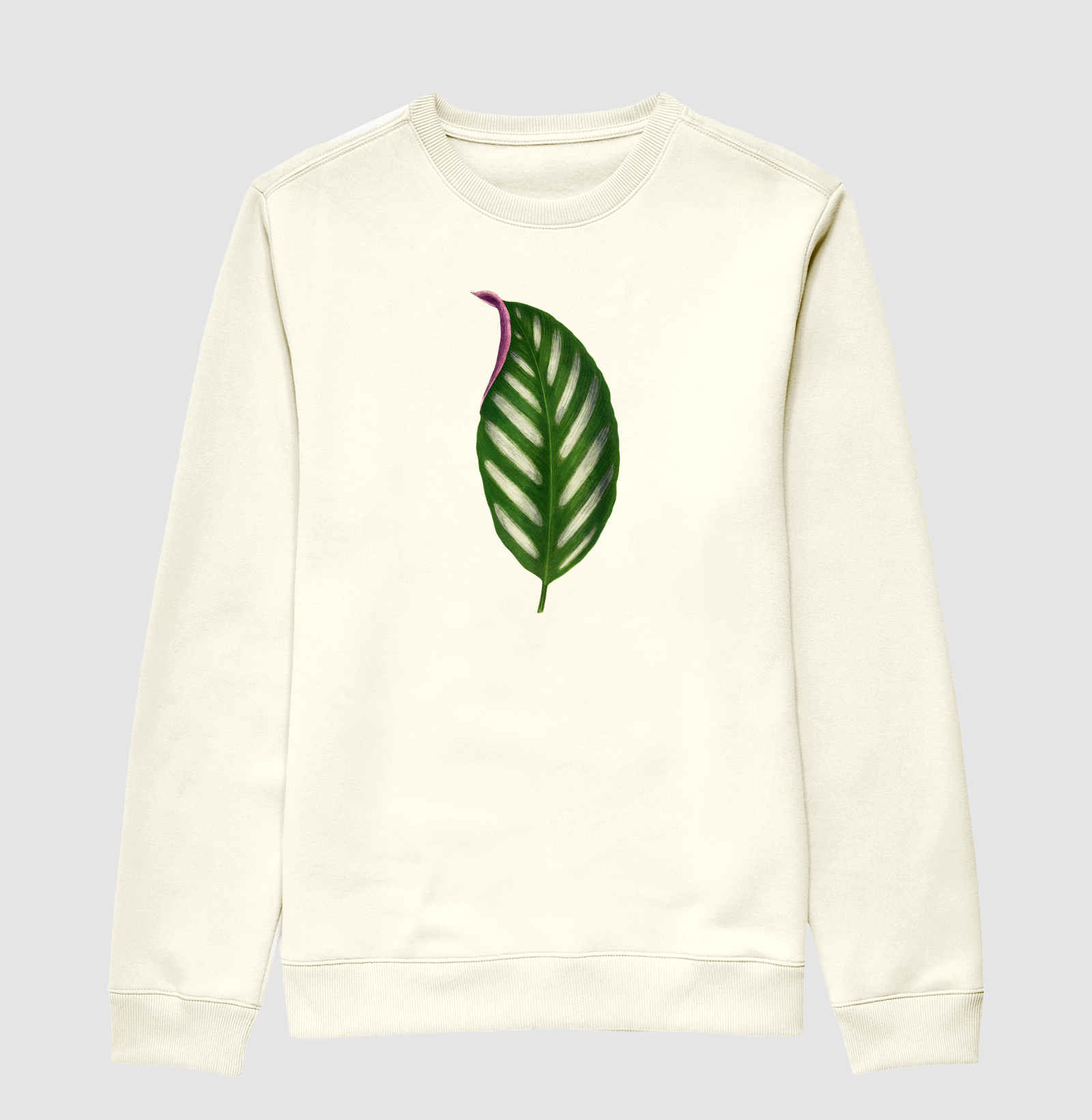 Maranta Porteana