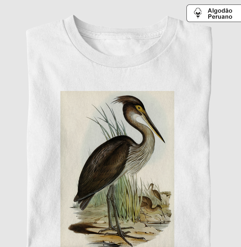 Ardea rectirostris