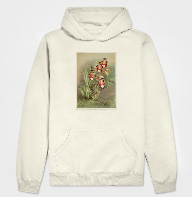Odontoglossum harryanum