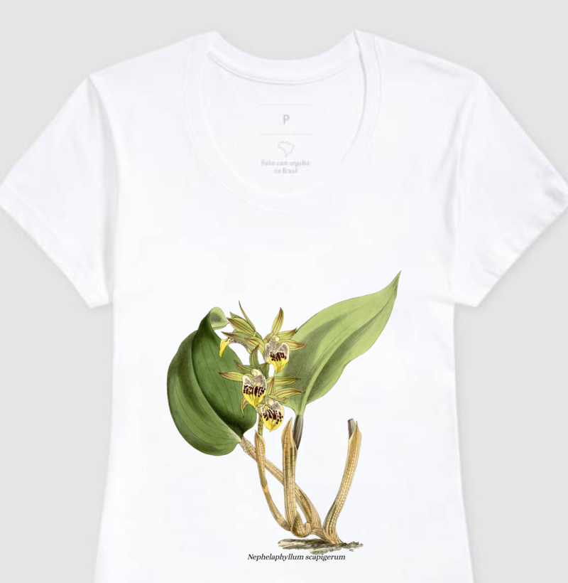Baby Look Nephelaphyllum scapigerum