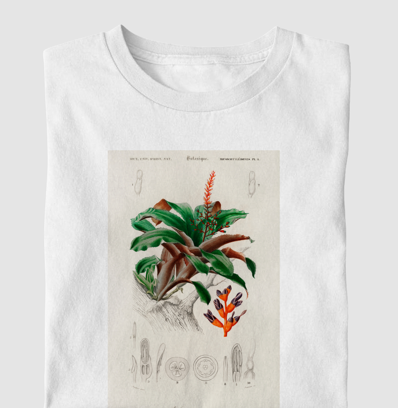 Bromeliad (Aechmea discolor)