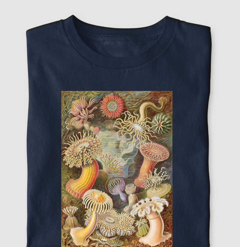 Haeckel Actiniae