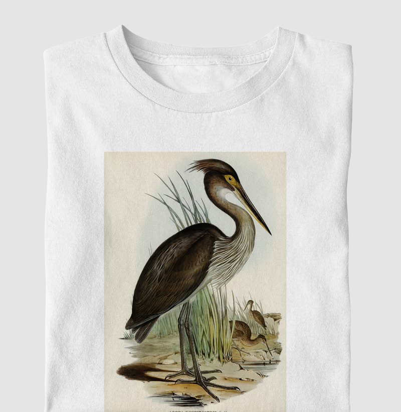 Ardea rectirostris