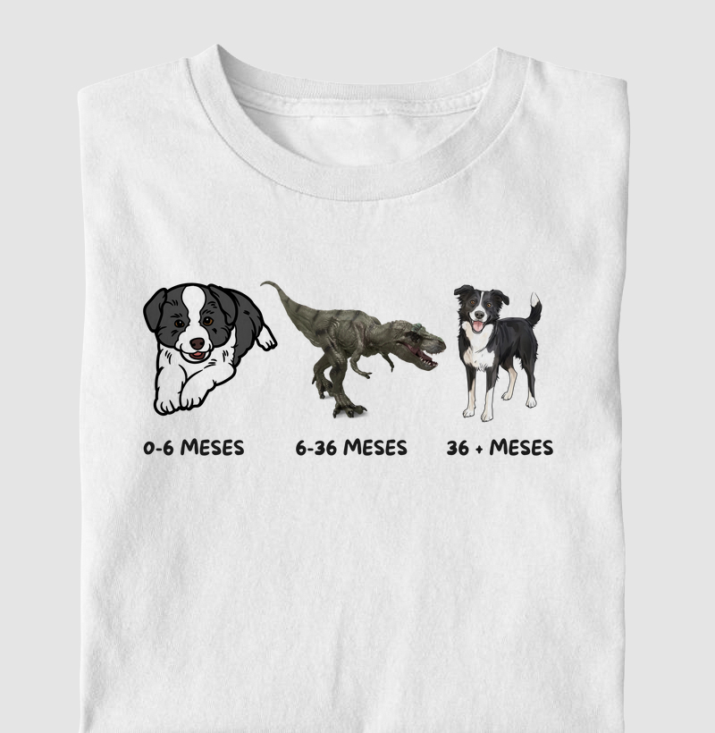 A evolução do border collie