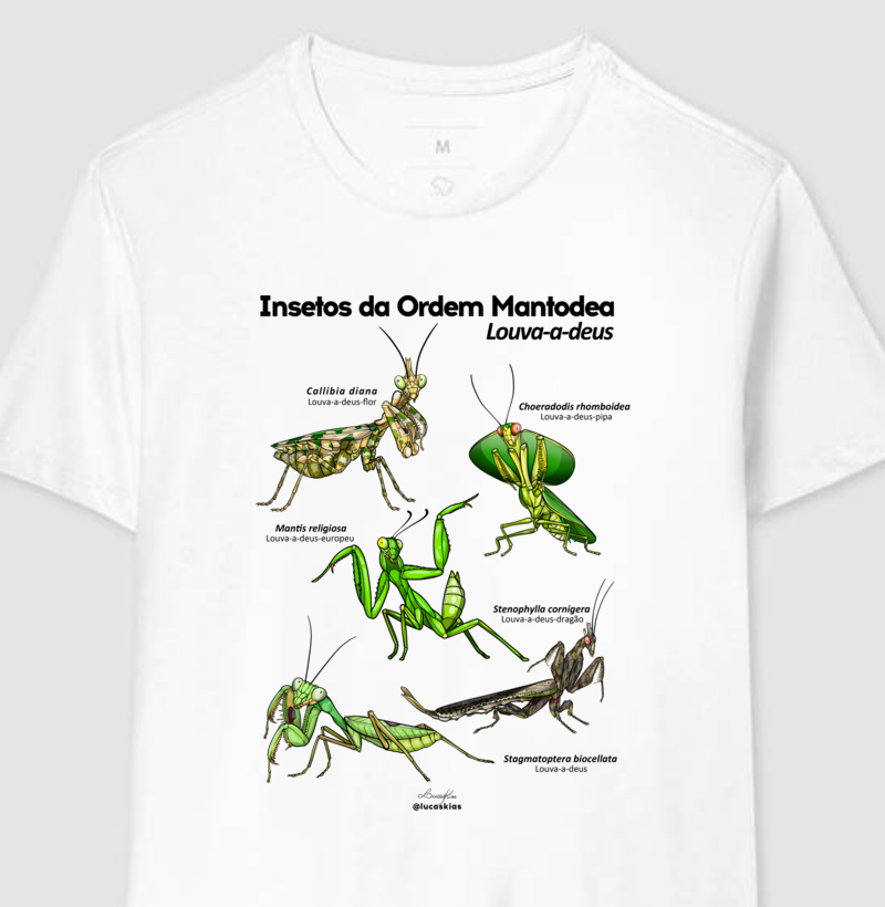 Insetos da Ordem Mantodea | Louva-a-deus - Modelo A