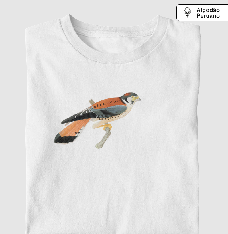 Falco sparverius