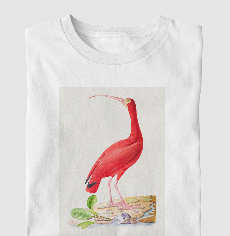 Guará-rubro (Eudocimus ruber)