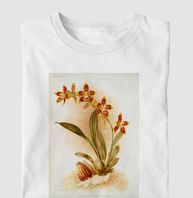Odontoglossum triumphans