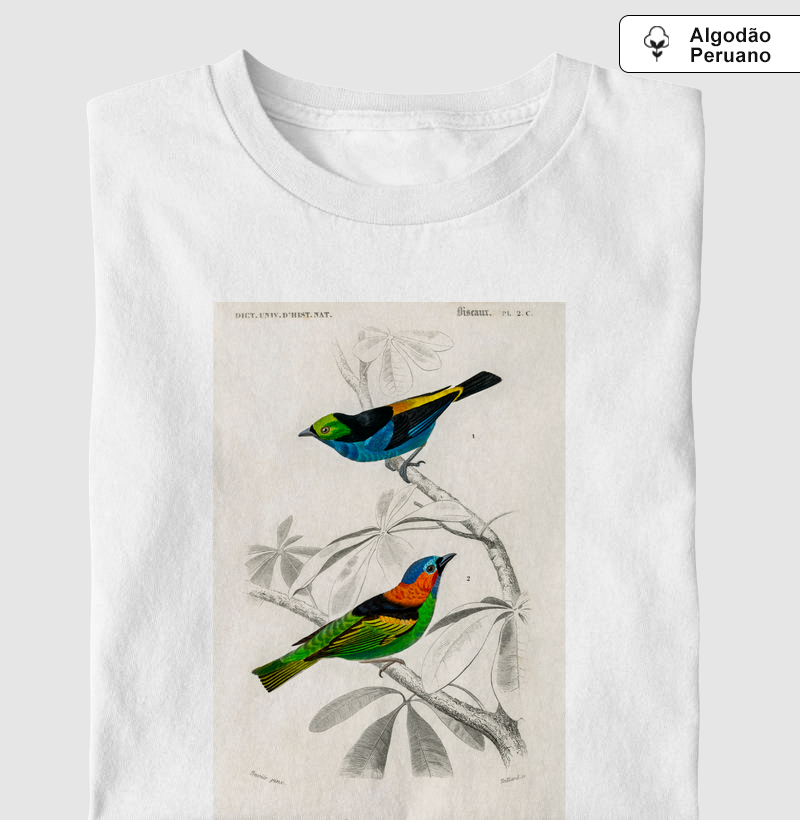Saíra-sete-cores e Saíra-militar