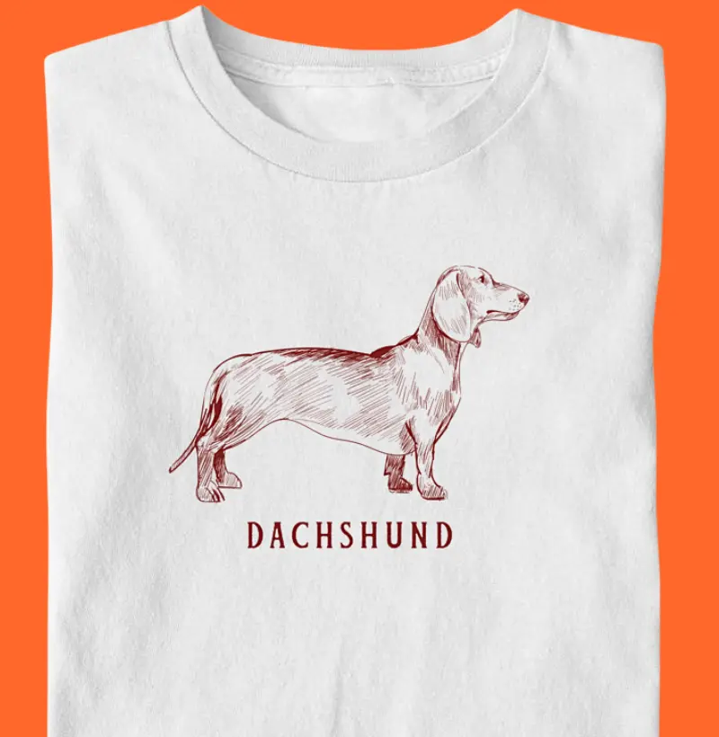 Dachshund