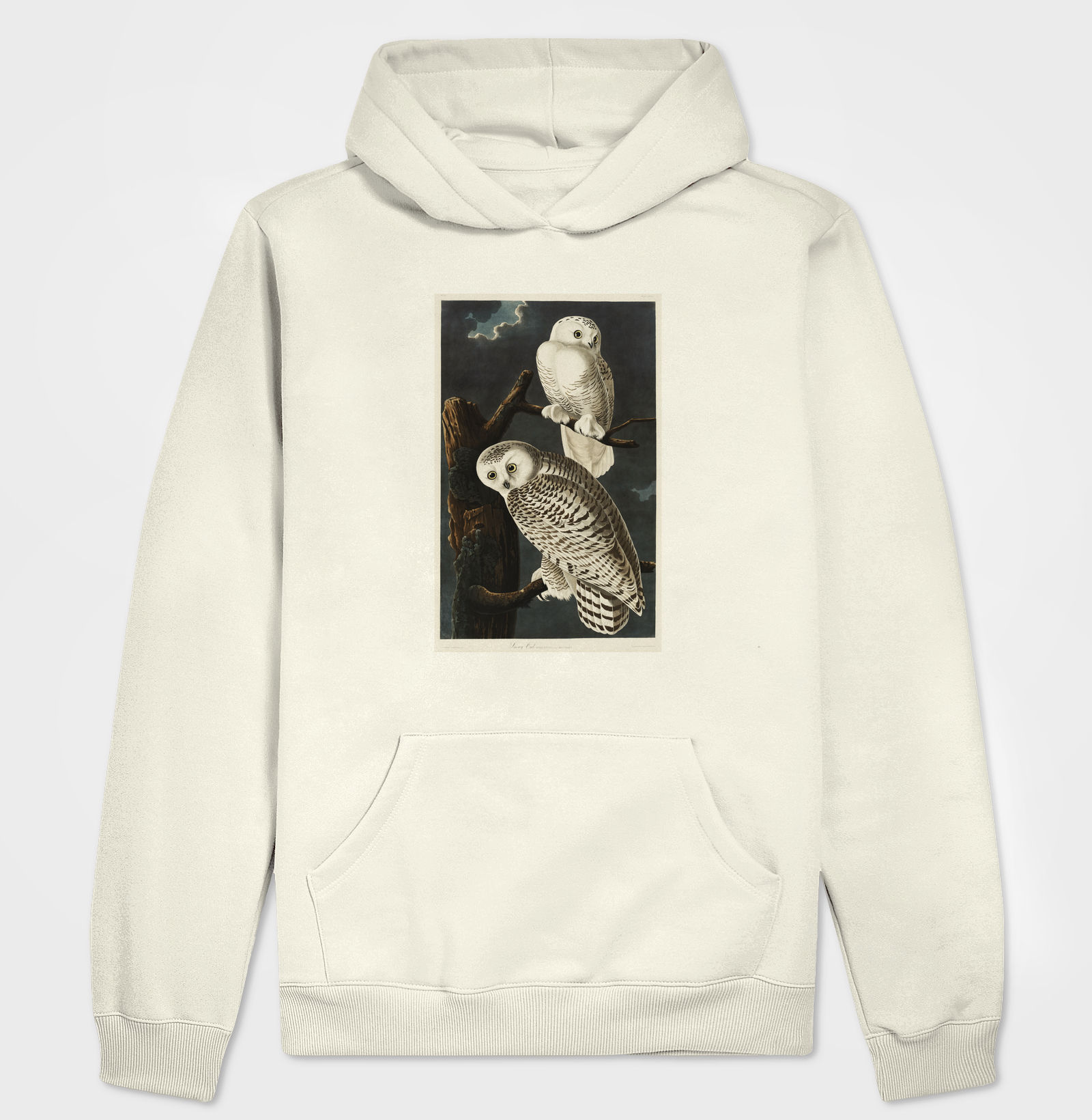 Snowy Owl