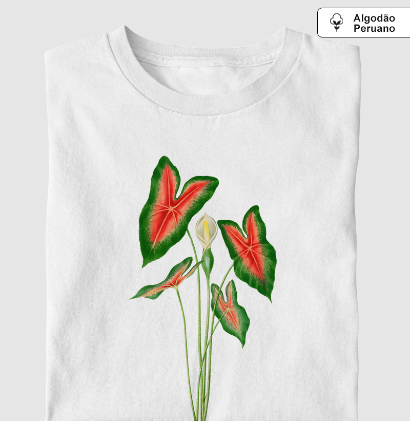 Caladium