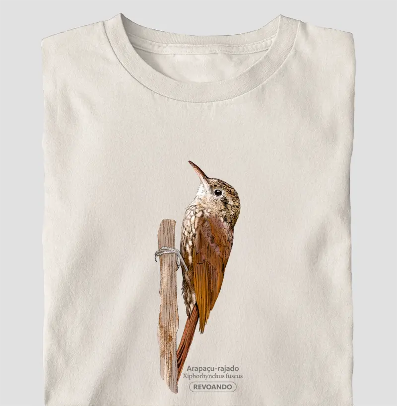 Aves do Brasil - Arapaçu-rajado - Oversized