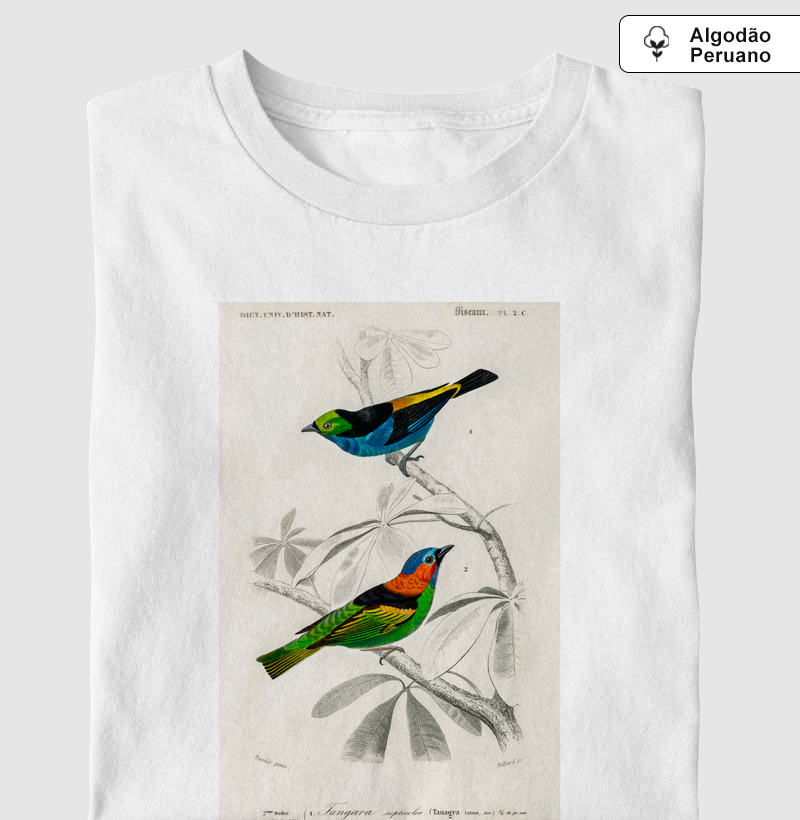 Saíra-sete-cores e Saíra-militar