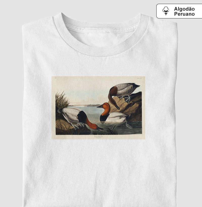 Canvas backed Duck