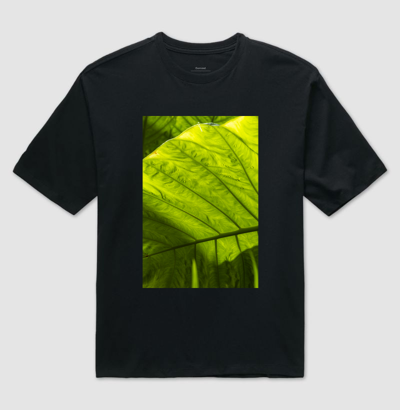 Alocasia