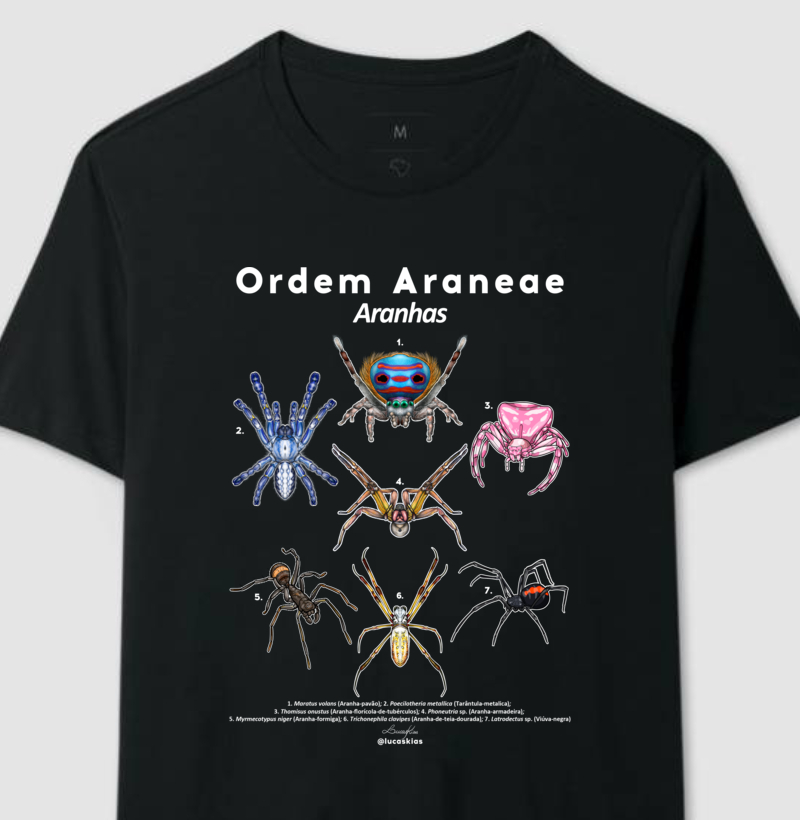 Ordem Araneae | Aranhas - Modelo B