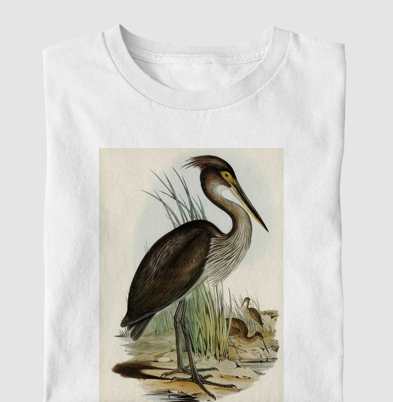 Ardea rectirostris