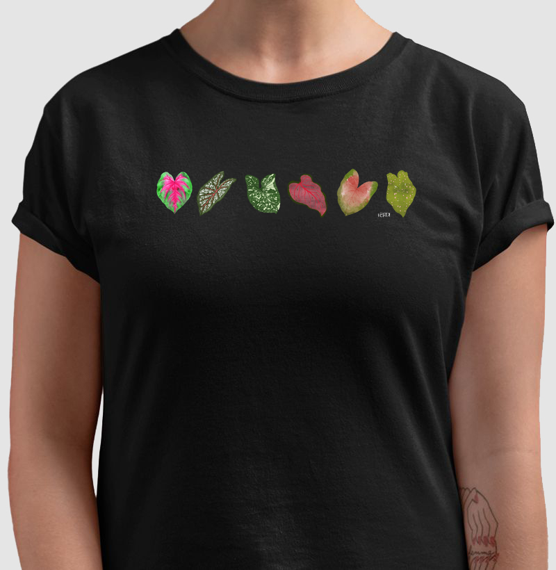 Caladium 2