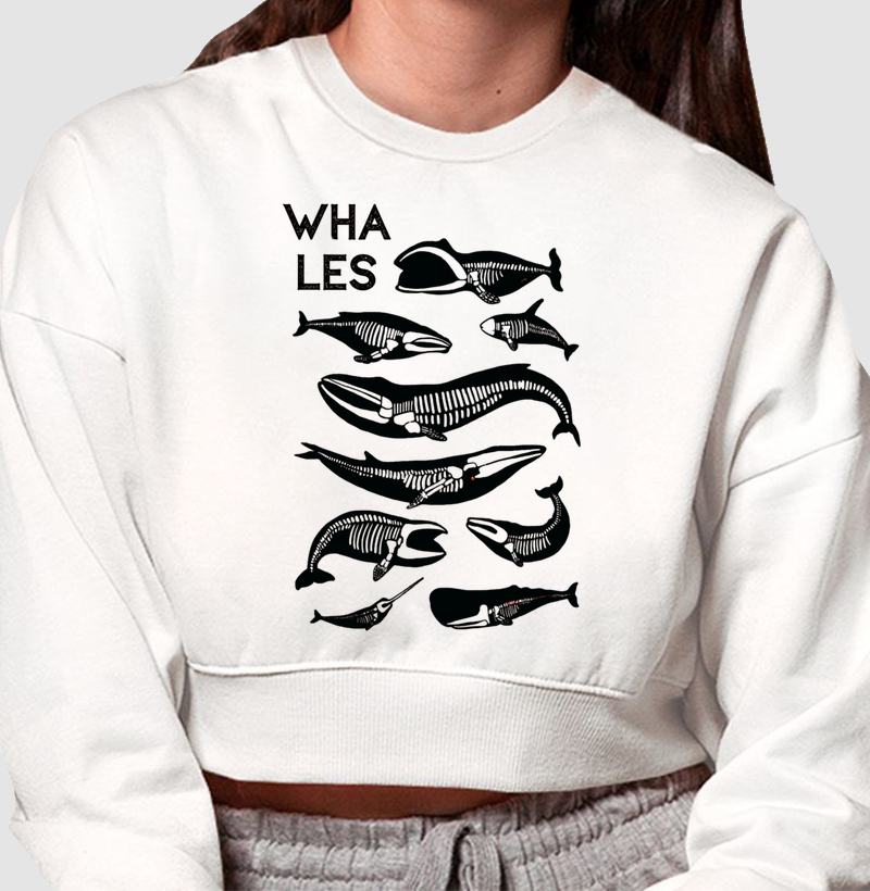 Whales skeleton