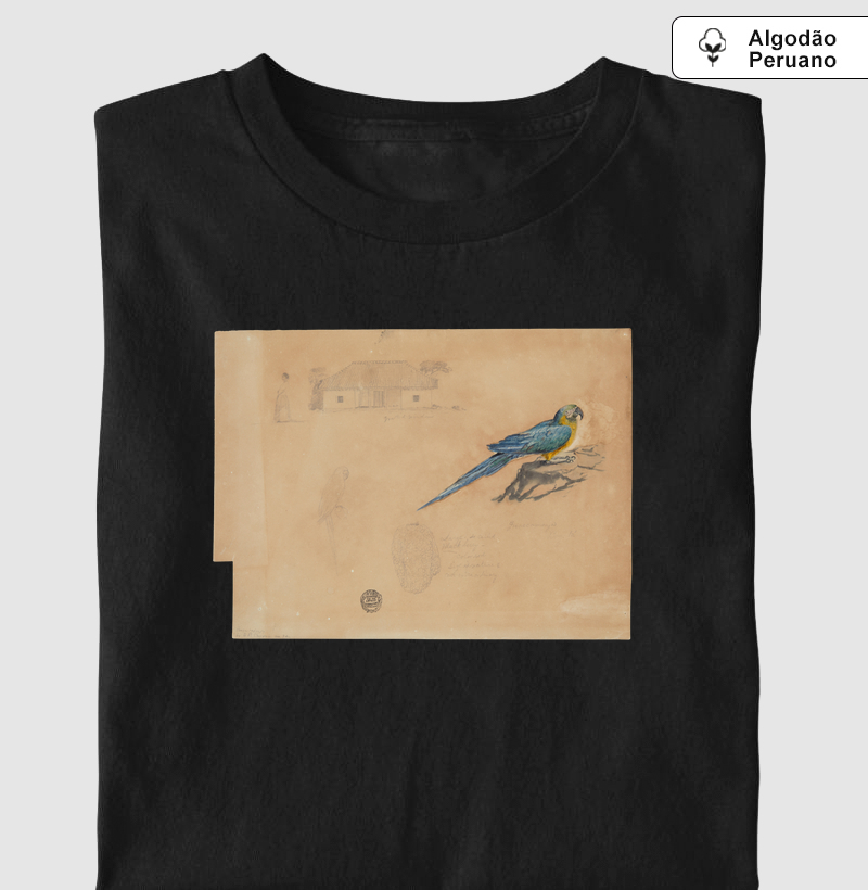 Study of Guacamaya