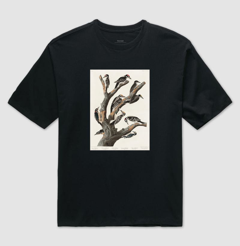 Maria's Woodpecker