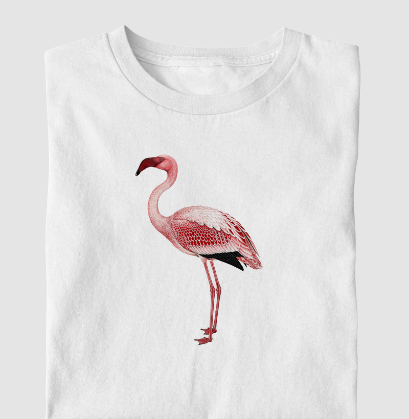 Lesser Flamingo