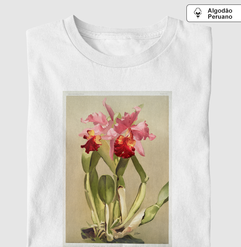 Cattleya (hybrida) hardyana
