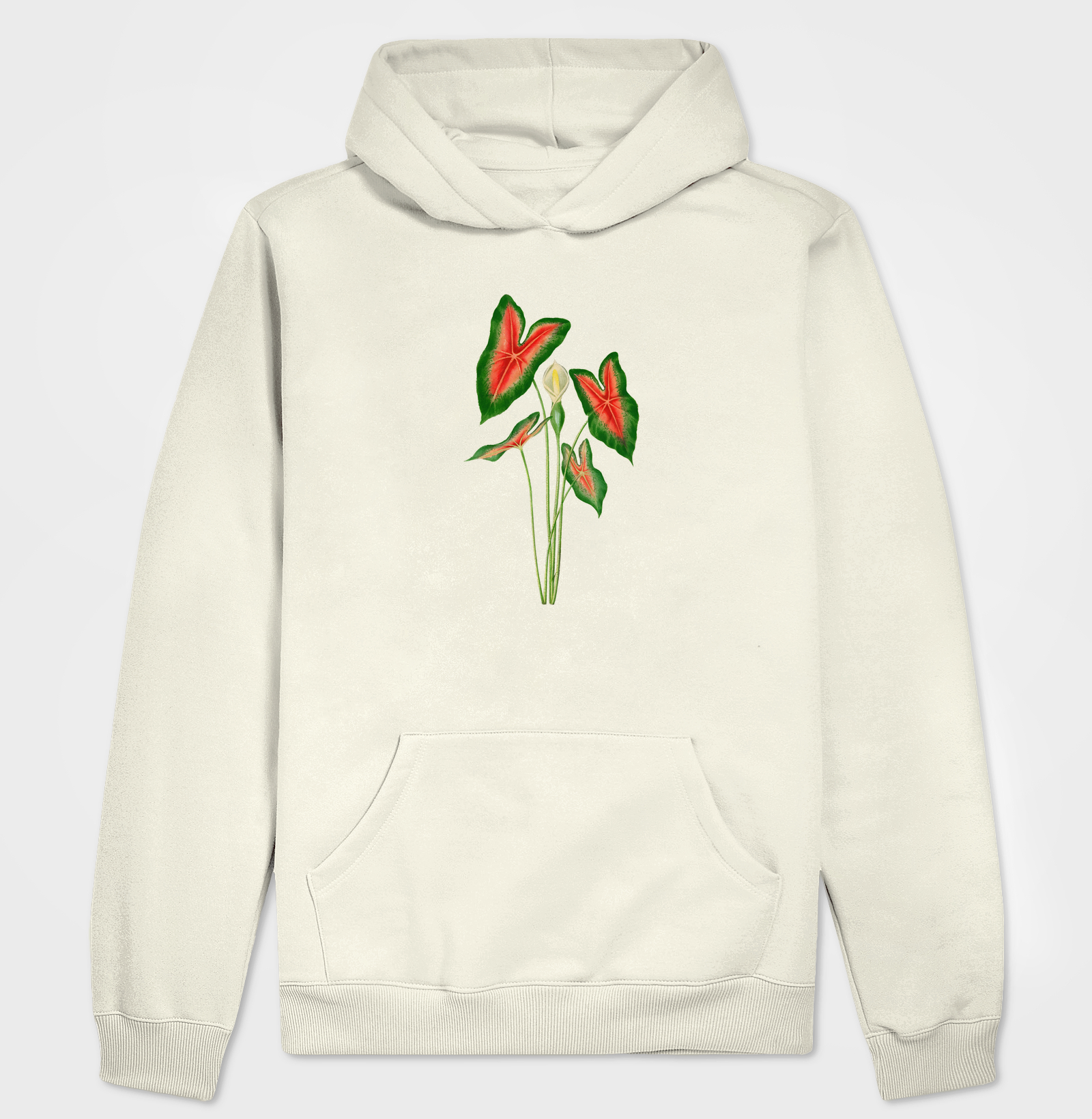 Caladium
