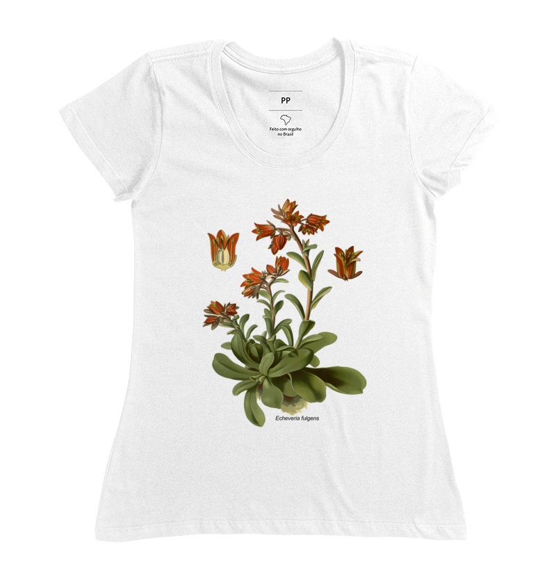Baby Look Echeveria fulgens ( Suculenta )