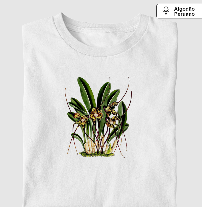 Masdevallia