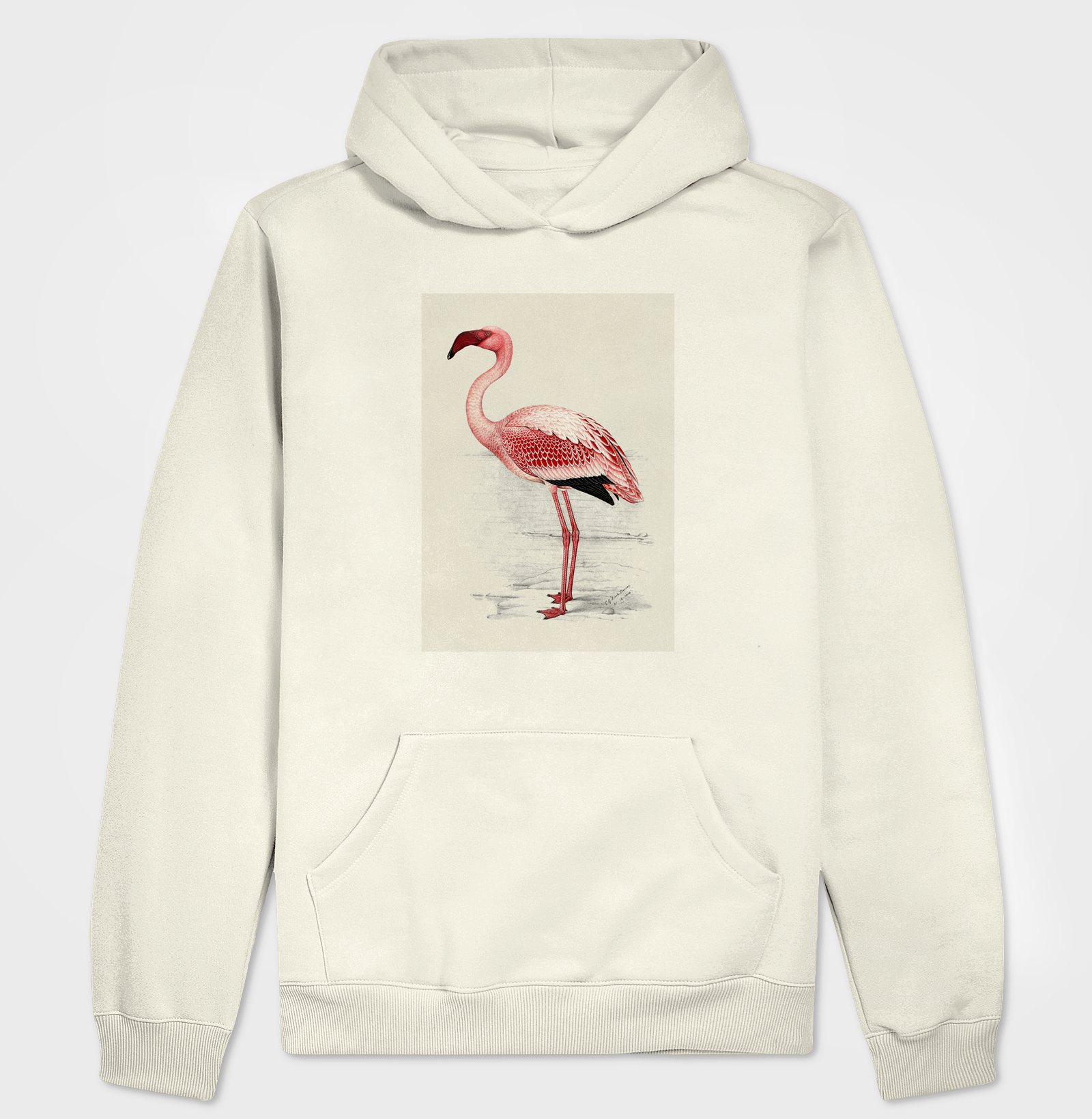 Lesser Flamingo