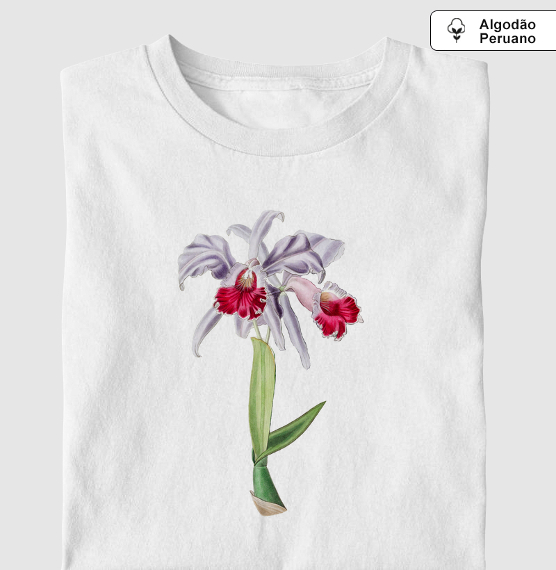 Cattleya labiata