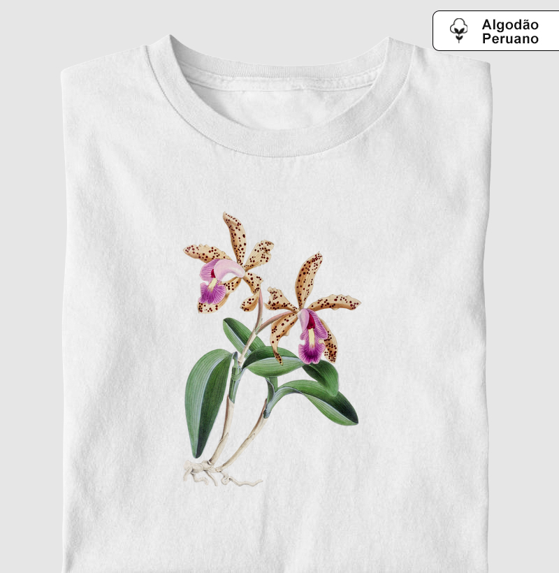 Cattleya Quinquecolor