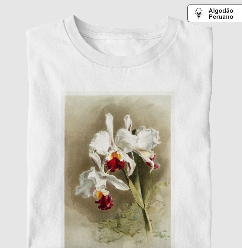 Cattleya mendellii var measuresiana