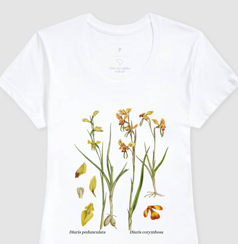 Baby Look Diuris pedunculata e Diuris corymbosa