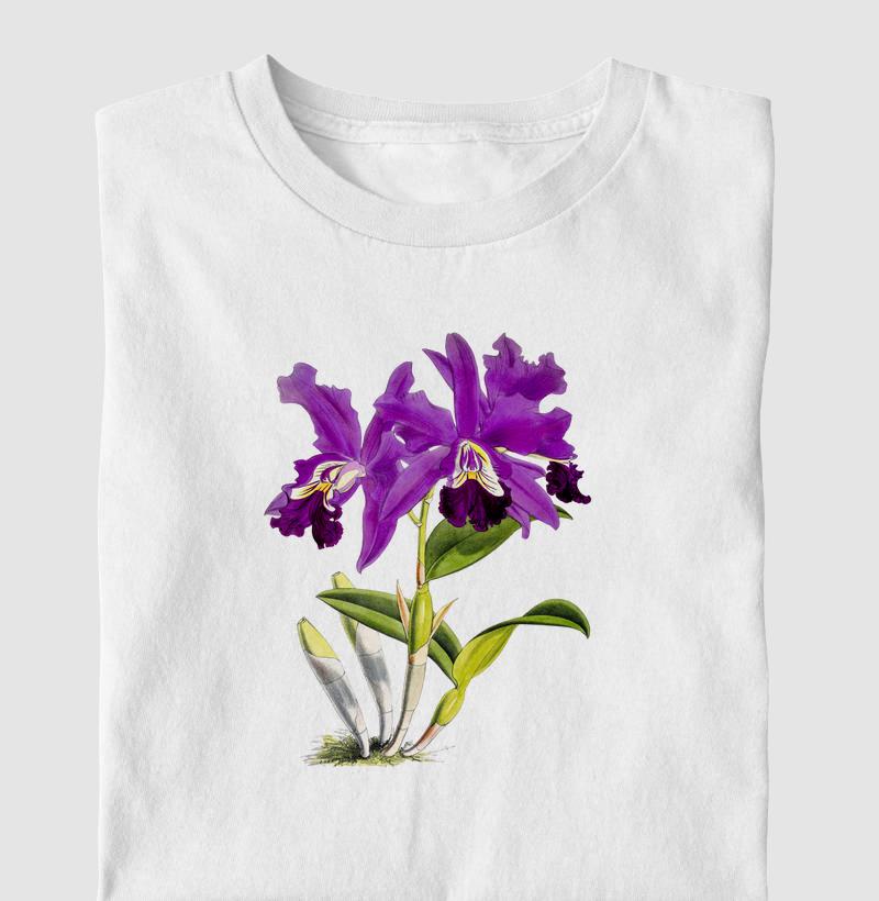 Cattleya Mardellii