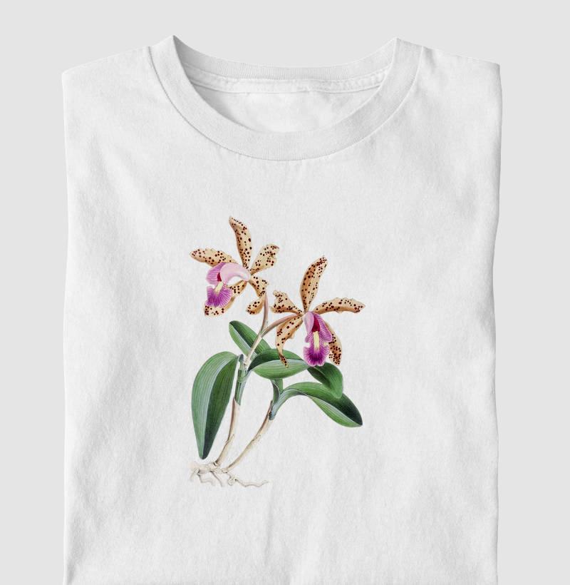 Cattleya Quinquecolor